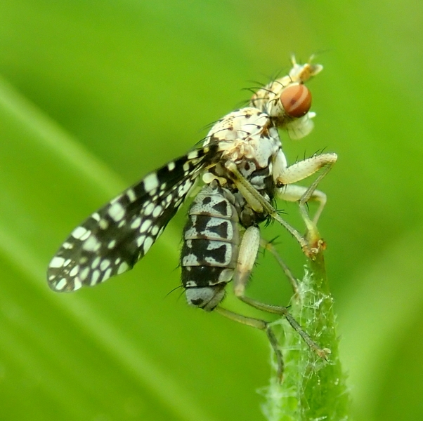 Tephritidae da Id.